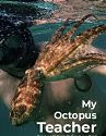 Nonton Film My Octopus Teacher 2020 HardSub