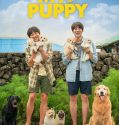 My Heart Puppy 2023
