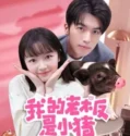 Drama China My Piggy Boss 2024