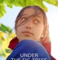 Under the Fig Trees 2022